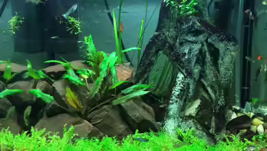 Guppy Spielplatz von X-Rayminator