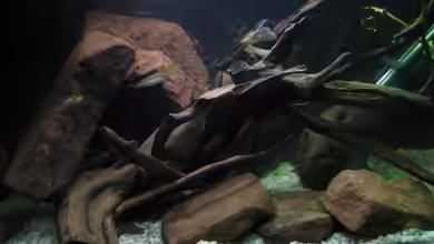 Guppy-Zuchtstation von The Duke of woods