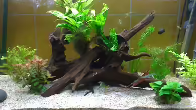 Guppyaquarium (180l) von Timo Aqua