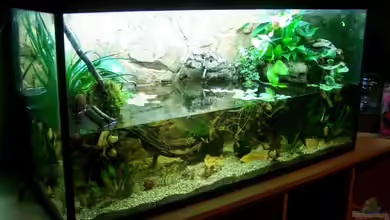 Guppybach-Paludarium - einheimische Guppies von schnitzler