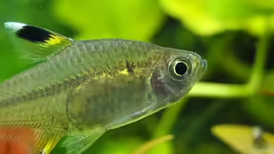 Guppytraum (Nur noch als Beispiel) von axolotl