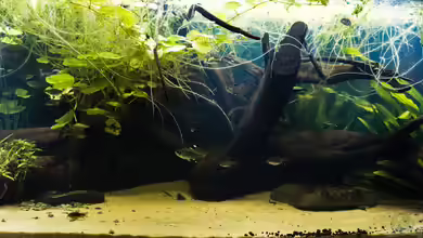 Guyana-Länder Südamerika von chris1509