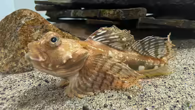 Gymnocanthus tricuspis im Aquarium halten