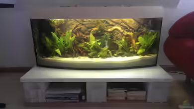 Gyuana - Bachlauf von Harry Nemitz