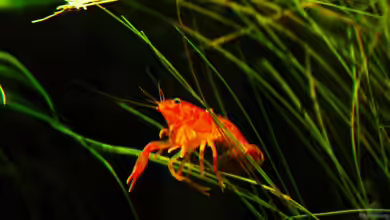 Hängende Gärten von Benjamin Hamann