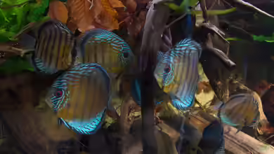 Halbwildes Volk im Wurzeldickicht von ravaka