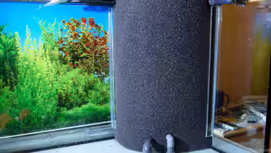 Hamburger Mattenfilter im Aquarium