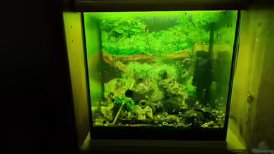 Haster Bergtümpel von Ralleplus FARA