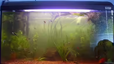 Hauptbecken von TheLegacy94