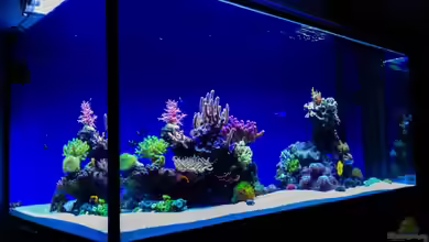 Hawaiian Tank von uschi vanHouten