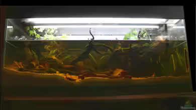 Heavenly Malinau von Falk