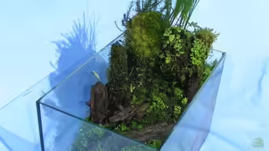 Heimatbecken von Bojo