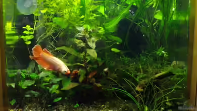 Heinzi´s Reich von Caricciola