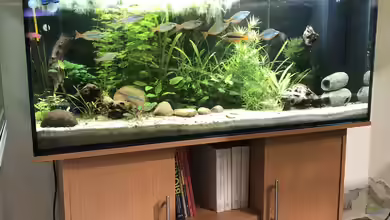 Herr Bert Axel Rodi 240 reloaded von schmitzkatze