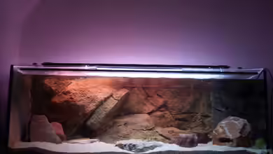 Herzinfarktrisikosenker II von Niklot