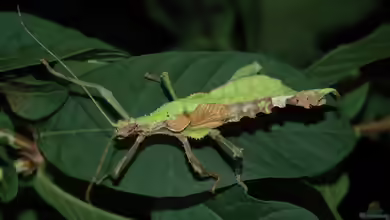 Heteropteryx dilatata im Terrarium halten