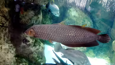 Heterotis niloticus im Aquarium halten
