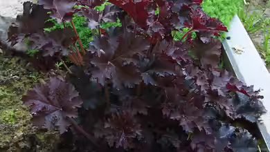 Heuchera micrantha im Garten pflanzen