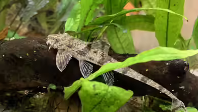 Hexenwelse: Daher haben sie ihren Namen