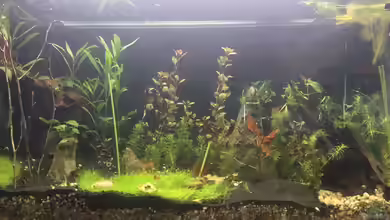 "Hide & Seek" Asia Pond von Paule ´s Beckenbauer