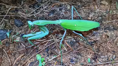 Hierodula membranacea im Terrarium halten
