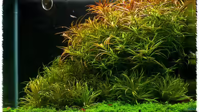 High Voltage von pogona