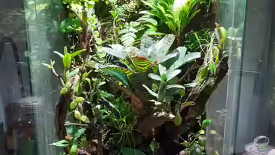 Hightower von Junglist