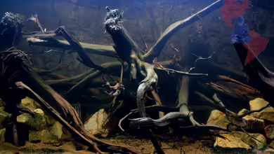 Hills of Rio Negro deadwood (Nur noch Beispiel) von GGuardiaNN