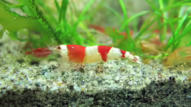 Hinomaru (AUFGELÖST) von Sarah