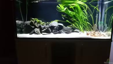 Hiteks Tanganjika Box von djhitek