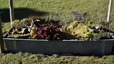 Hochmoor-Beet von Junglist