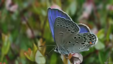 Hochmoor-Bläuling im Garten