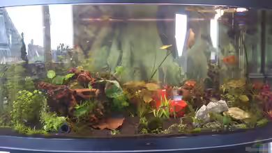 Höhenhauser-Perle von Wall-E