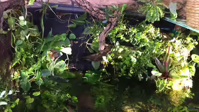 Hohe Luftfeuchtigkeit durch Aquarium - ein Problem oder völlig harmlos?