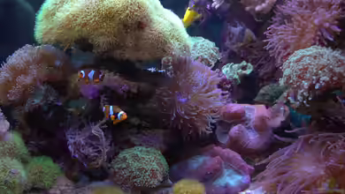 Holger's Meerwasser Aquarium von Holger Höhn