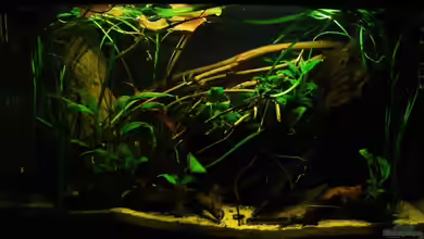 Home of Pelvicachromis von Benjamin Hamann