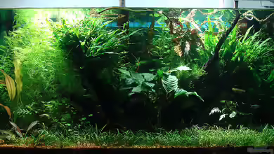 Home of the Abandoned von Lukas ><°>