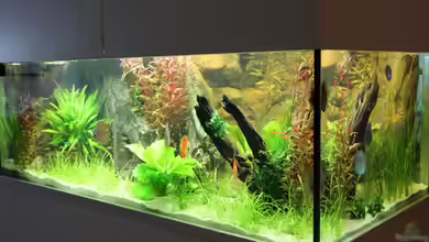 Home sweet Diskushome (aufgelöst) von Tooooni