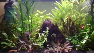 Homeland von Ray1975