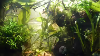 Honiggurami (2013 - 2015) von miv