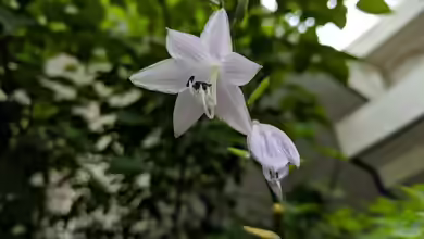 Hosta plantaginea im Garten pflanzen