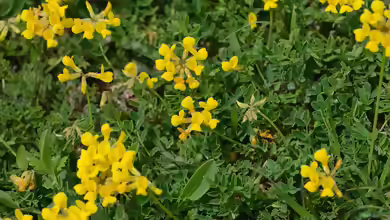 Hufeisenklee im Garten pflanzen