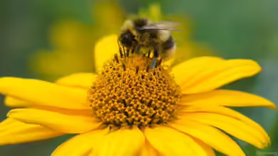 Hummeln - Ihre Bedeutung als Bestäuber im Garten und in der Natur