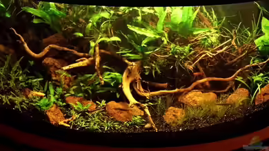 Humphead und Killis Home -ist Verkauft----- von snooze