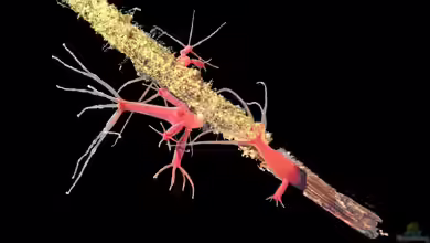 Hydra (Süßwasserpolyp): Ein problematischer Aquarienbewohner