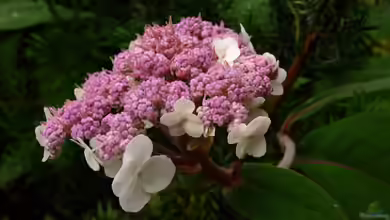 Hydrangea aspera im Garten pflanzen