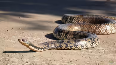 Hydrodynastes gigas im Terrarium halten