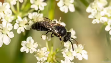 Hylaeus communis im Garten