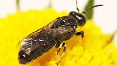 Hylaeus nigritus im Garten