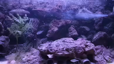 Hypancistrus Heaven von maxheadroom